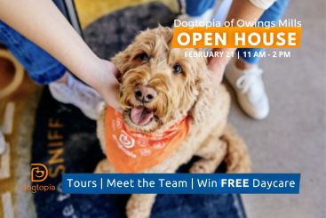 Dogtopia of Owings Mills Open House promotional graphic featuring a happy tan dog wearing an orange Dogtopia bandana, with event details reading “Open House February 21, 11 AM–2 PM” and “Tours | Meet the Team | Win FREE Daycare,” plus the Dogtopia logo in the bottom left.